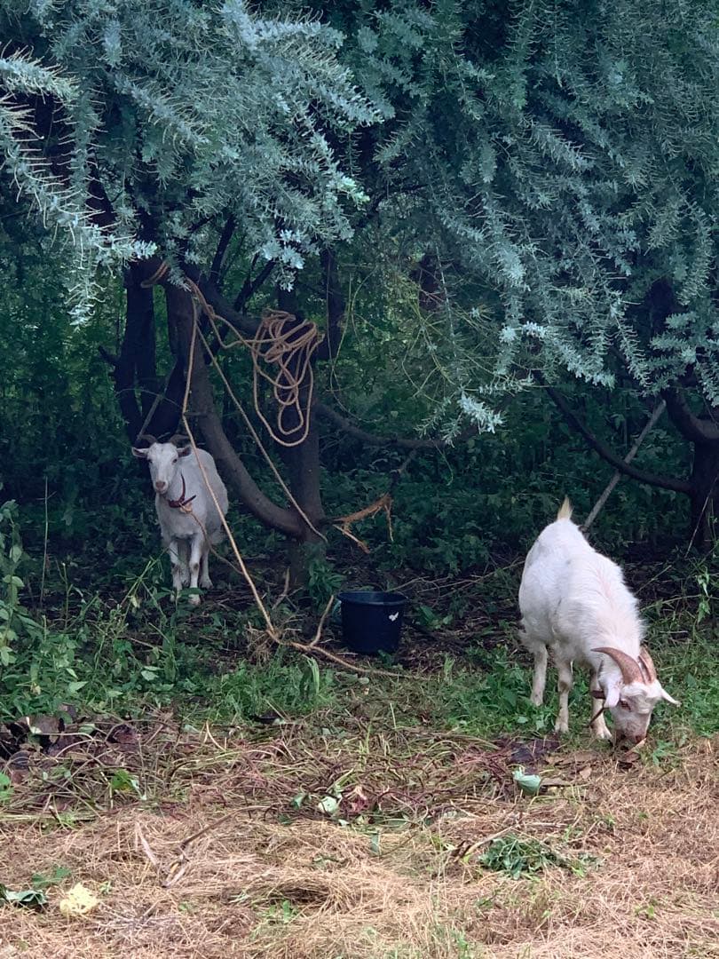 農薬不使用 浜名湖ミカン 2025年度.連絡用 1/20更新　説明読んでね