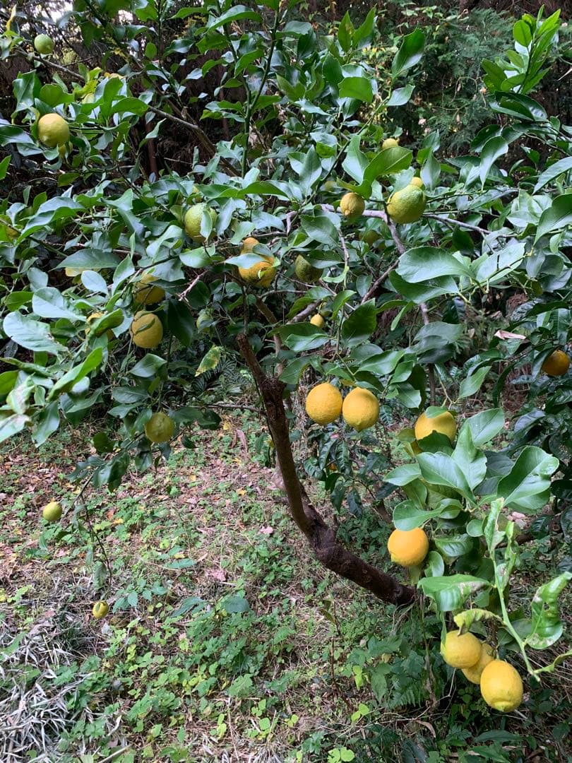 農薬不使用 浜名湖ミカン 2025年度.連絡用 1/20更新　説明読んでね