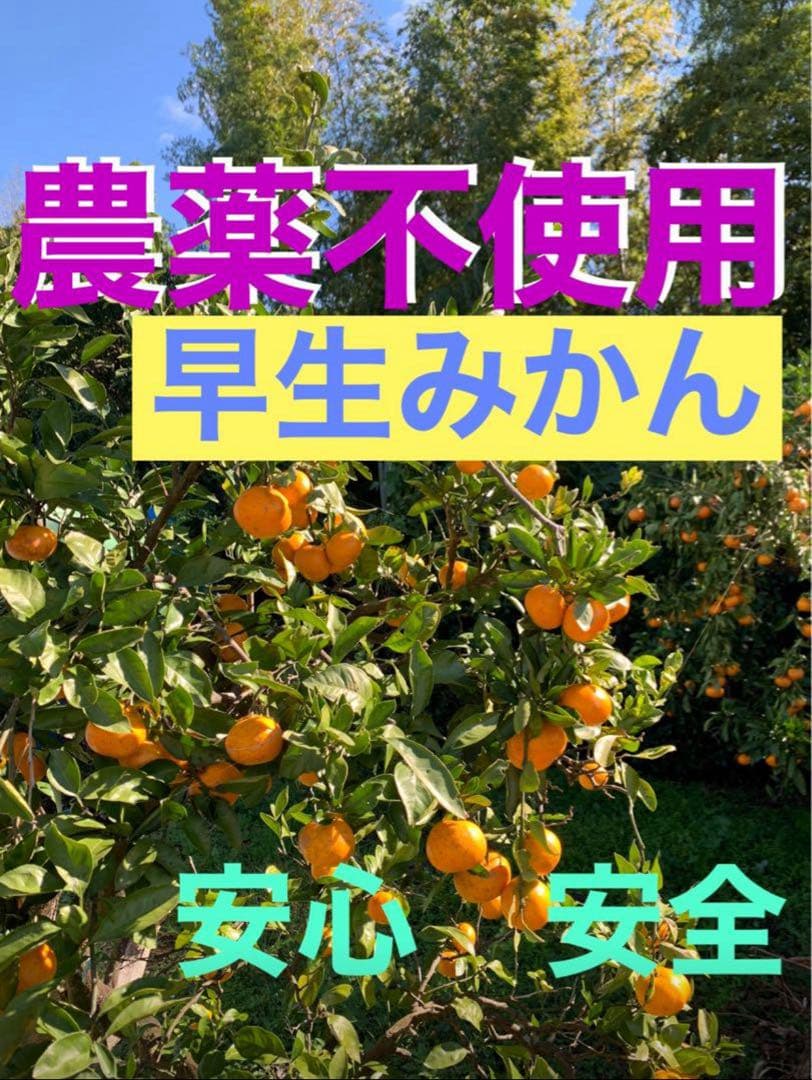 農薬不使用 浜名湖ミカン 2025年度.連絡用 1/20更新　説明読んでね