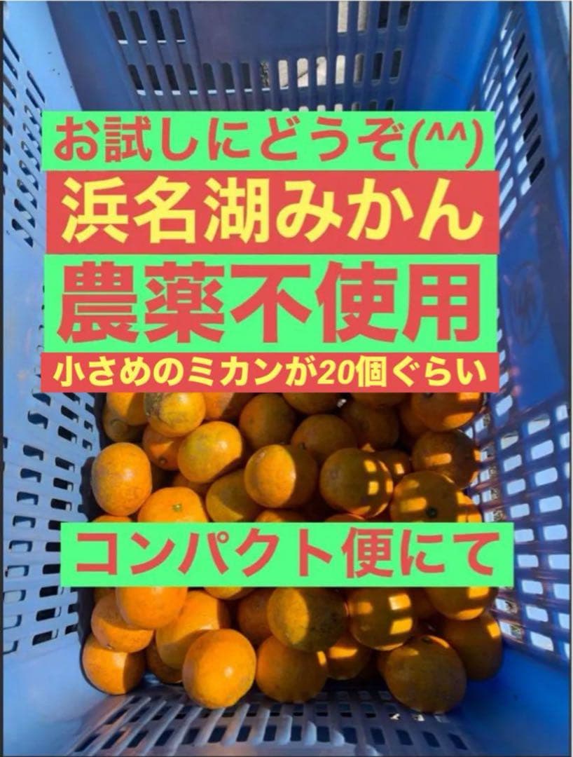 農薬不使用 浜名湖ミカン 2025年度.連絡用 1/20更新　説明読んでね