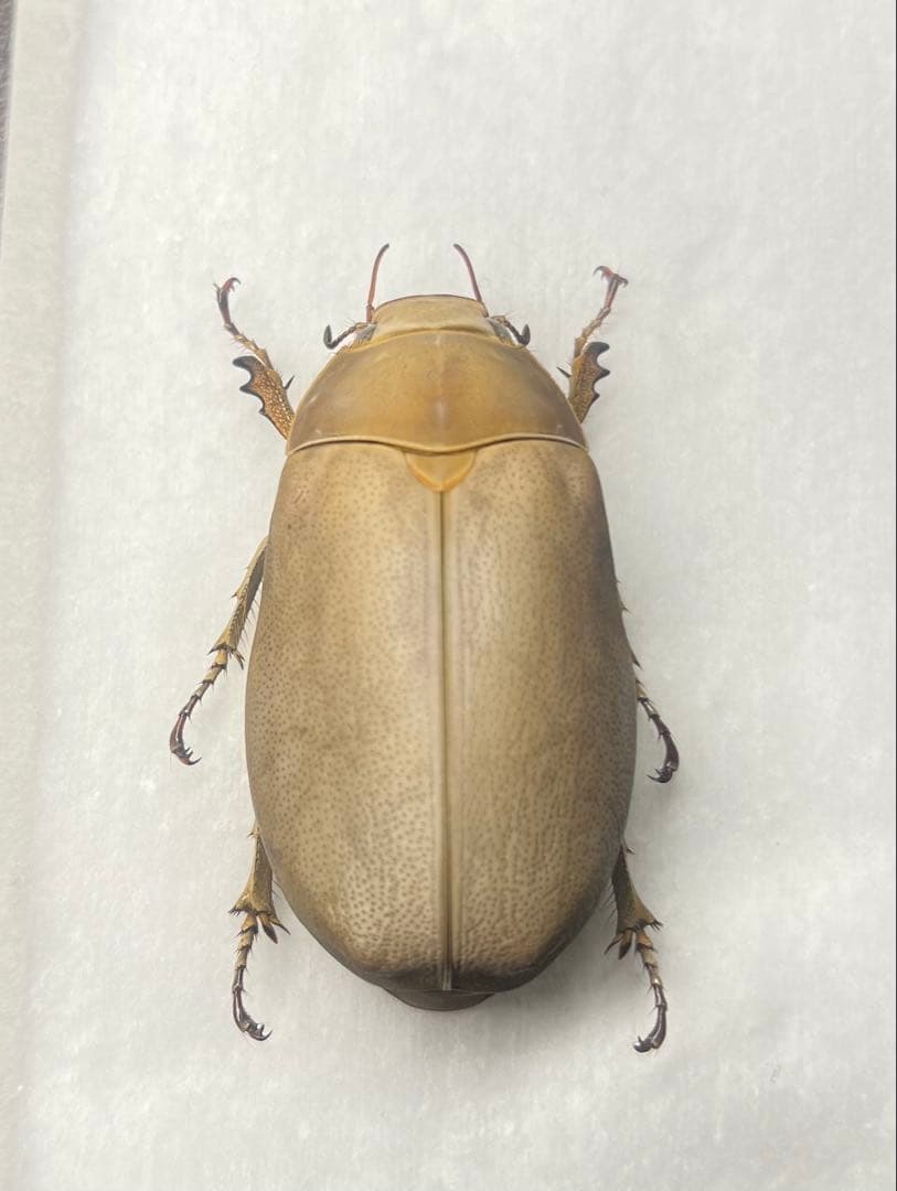 ★貴重★オスモウサンコガネ標本特大サイズ