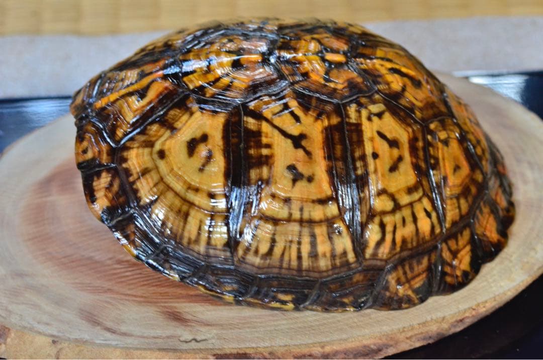 トウブハコガメ骨格標本(甲羅) 黄色系　剥製　爬虫類