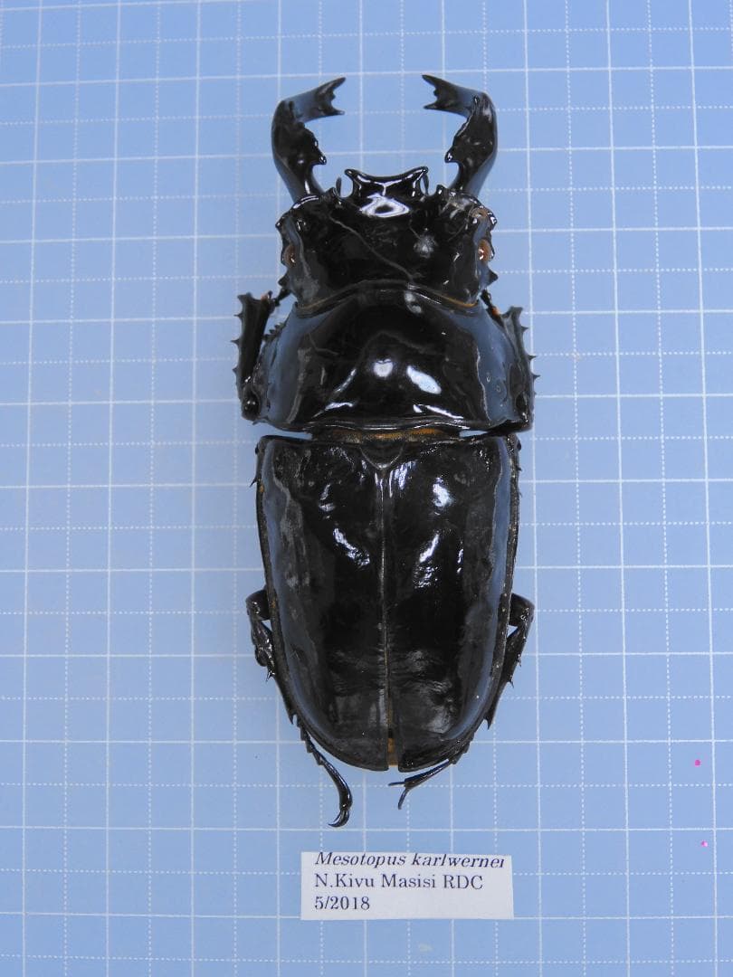 標本 RDC Mesotopus karlwernei 81mm
