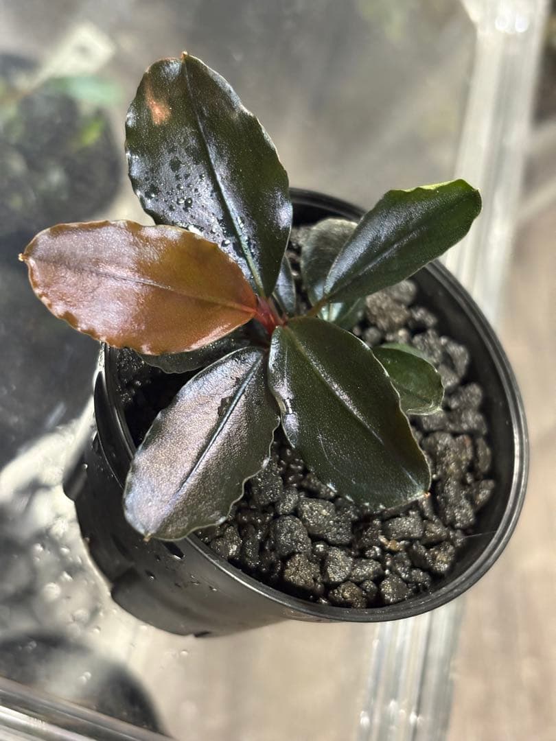 水草 Bucephalandra sp. Blue Melon