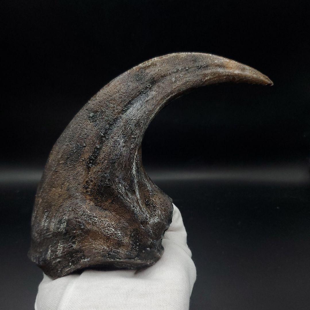 アロサウルス 爪 化石 レプリカ 約163.34mm arr12
