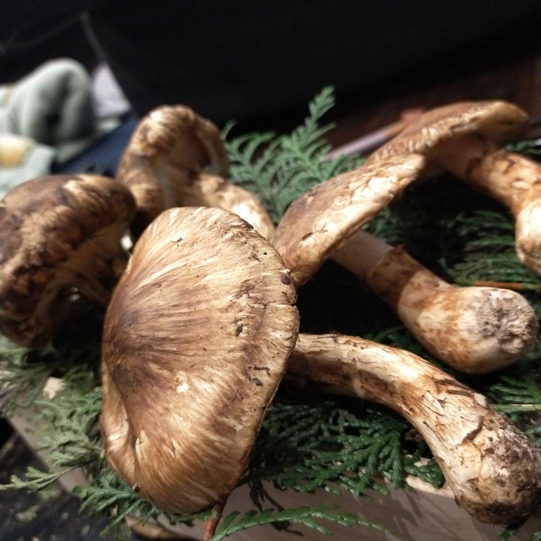 【本日ラスト】　信州産　松茸　長野県　クール便　210g