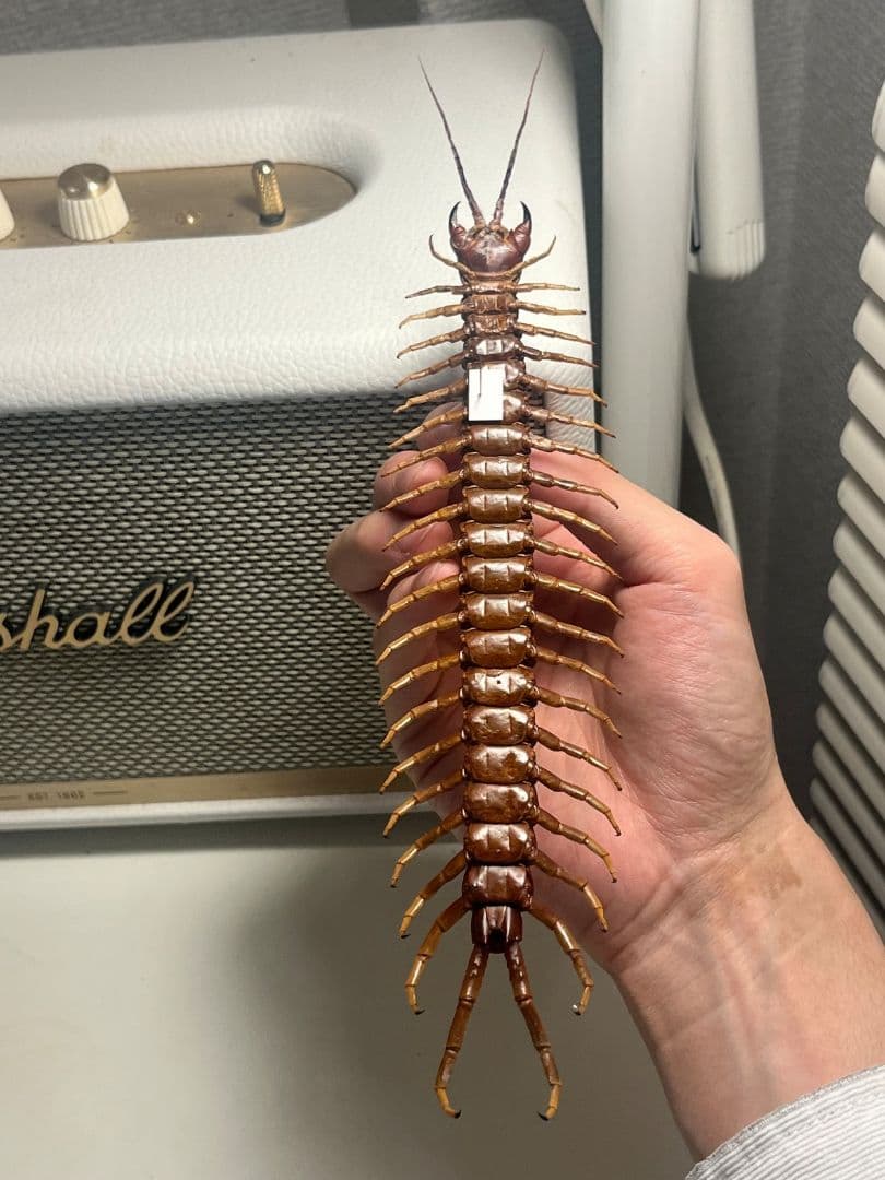 【百足最大種】ペルビアンホワイトレッグセンチピード 全長22cm程　標本　奇蟲