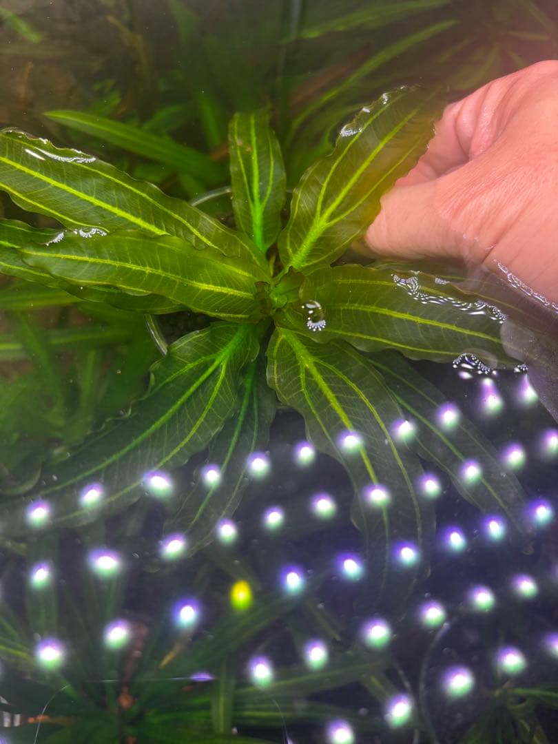 エキノドルス　サイサリス　AZ1110-18RS