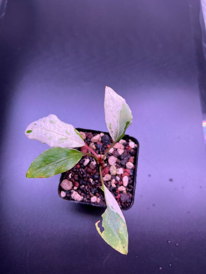 ア*ク様 セファランドラ（斑入り株）Bucephalandra Pipto