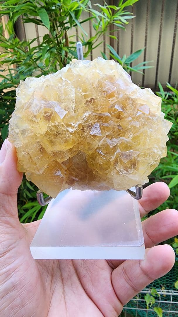 黄色と紫色フローライト　二重層八面体黄色蛍石