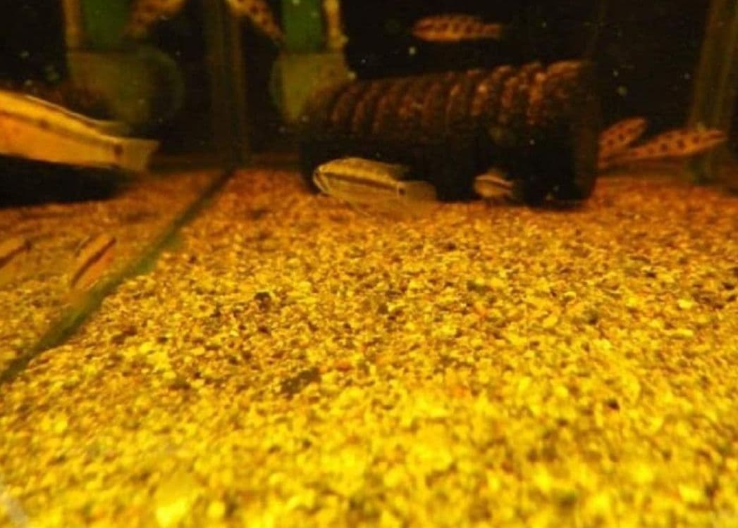 大小様々　無農薬マジックリーフ　天然ももたまな葉　　1000枚