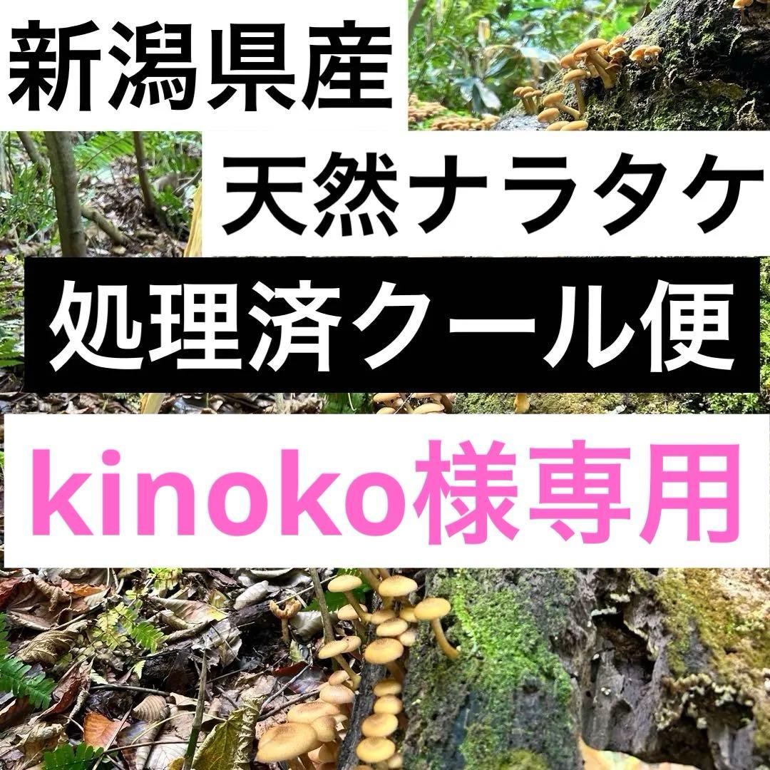 新潟県産天然ナラタケ 洗浄処理済み 約1.9kg クール便