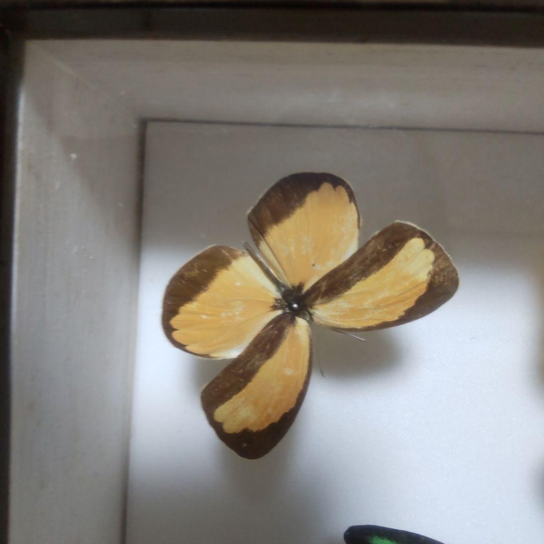 やっちゃん　メガネトリバネアゲハ　スルコウスキーモルフォ蝶　蝶の標本