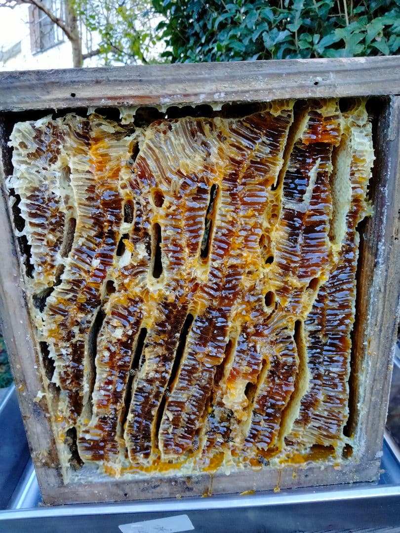 日本蜜蜂　百花蜜　600g×2　天然非加熱　　完熟2年物　ハチミツ