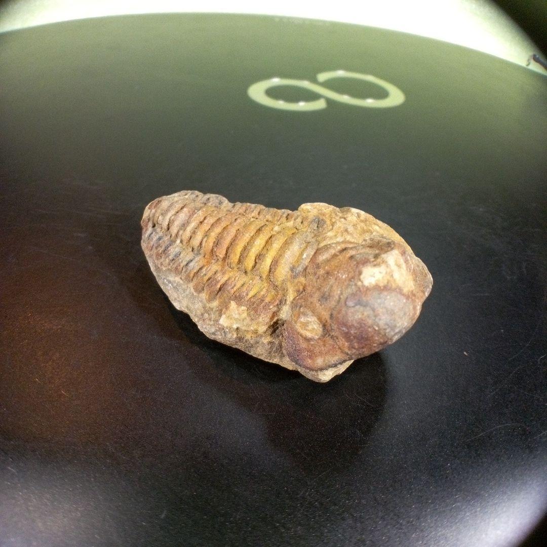 三葉虫　化石　fossil　ボリビア産　trilobite　ノジュール判別⑧