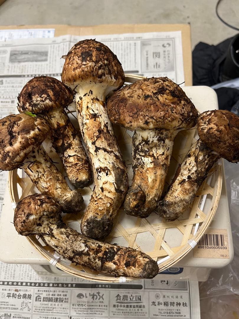 岩手県産松茸　良型