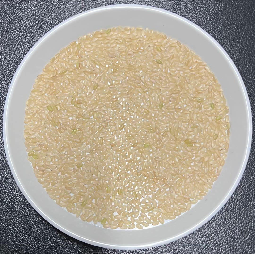 送料無料 令和7年産 京都丹後米 コシヒカリ 玄米 20kg