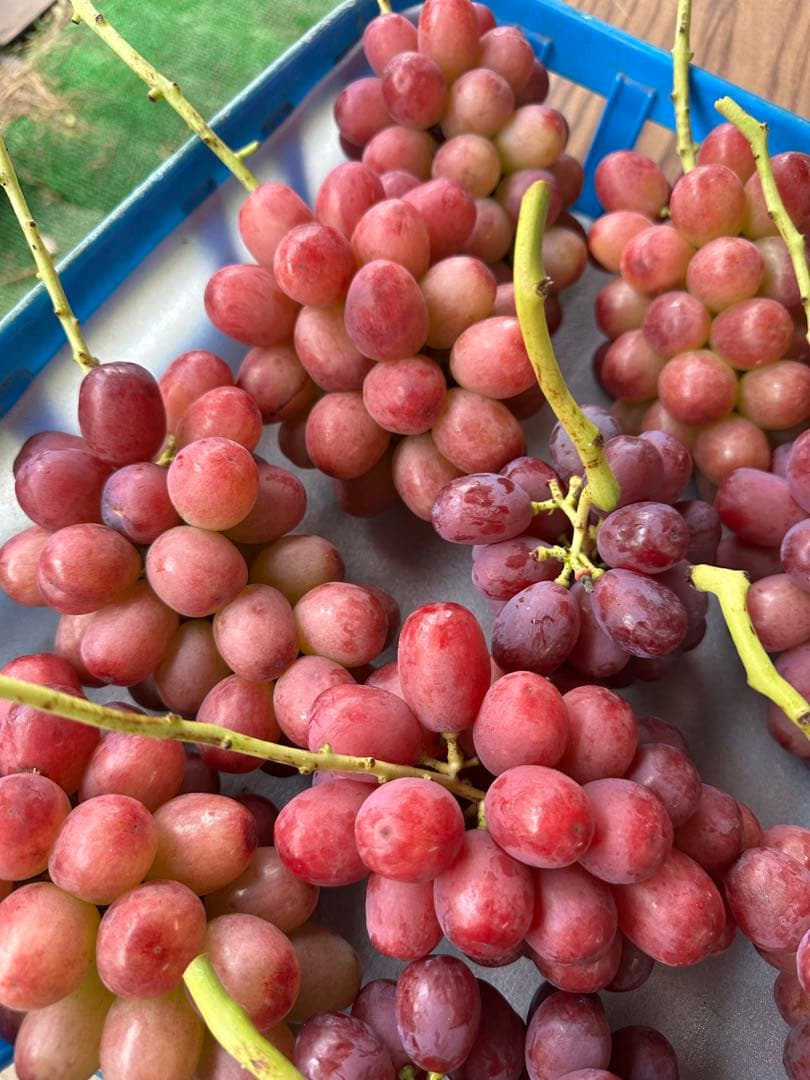 やや訳あり⭐︎クイーンルージュ　2キロ