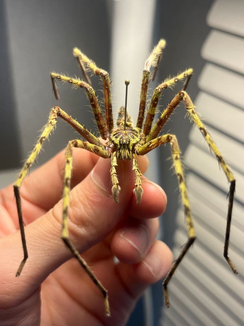 【標本】グリーンハンツマン トゥルースパイダーマンティスムカデセンチピードサソ