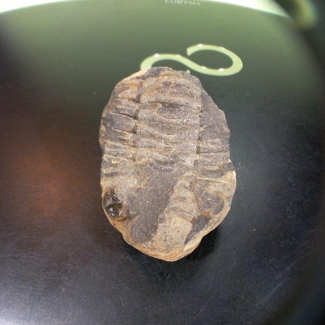 三葉虫　化石　fossil　ボリビア産　trilobite　三葉虫判別⑧