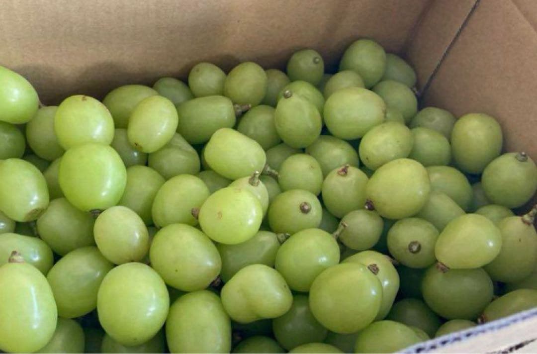 新鮮な緑色のぶどう