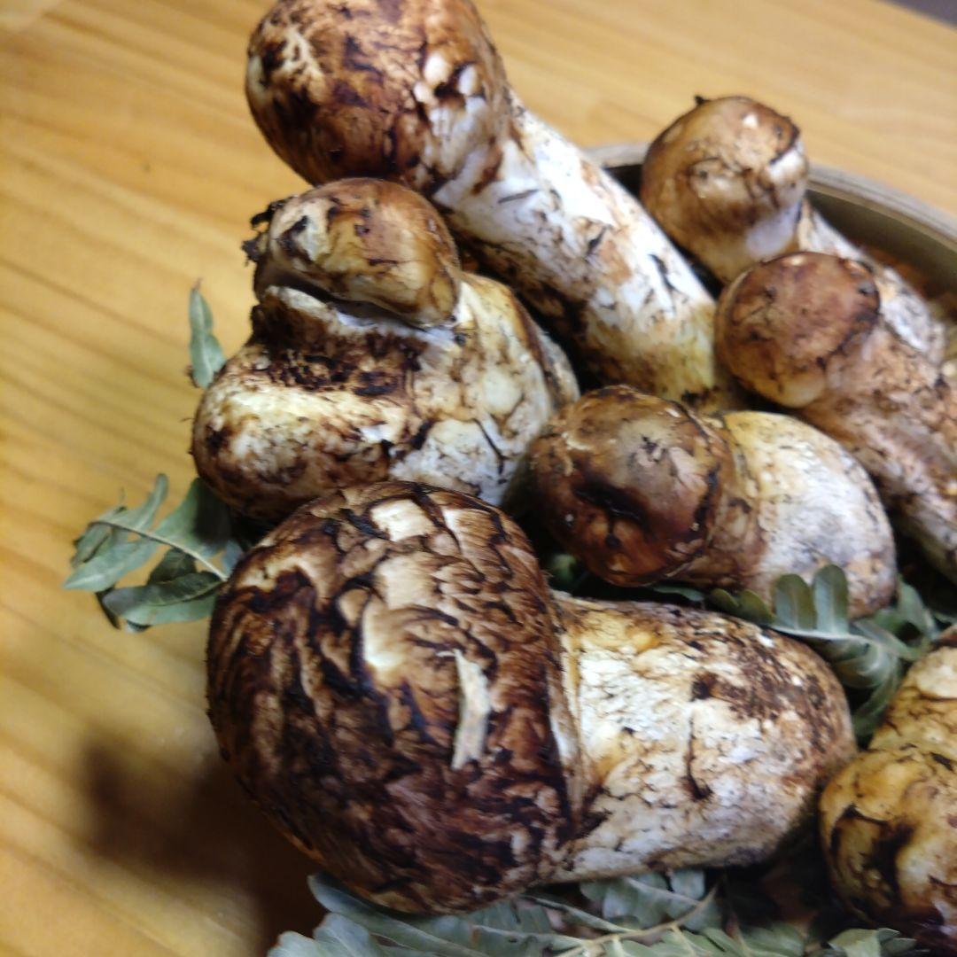 岩手県産マツタケ213g傷あり