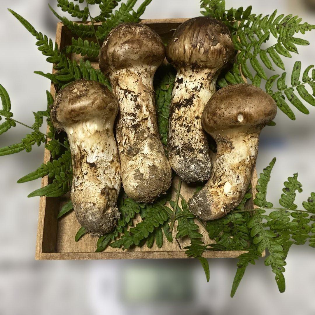 ①南信州豊丘産 松茸 328ｇ