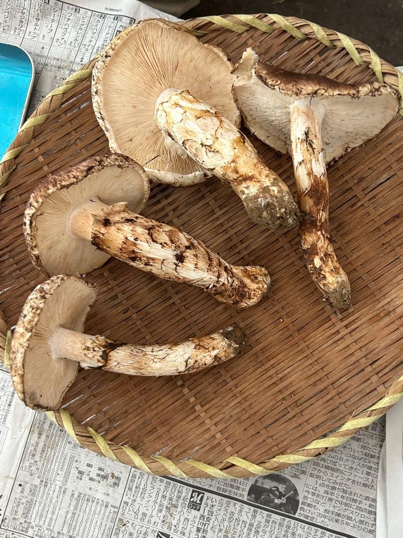 B.岩手県下閉伊郡産松茸　10/13収穫340g