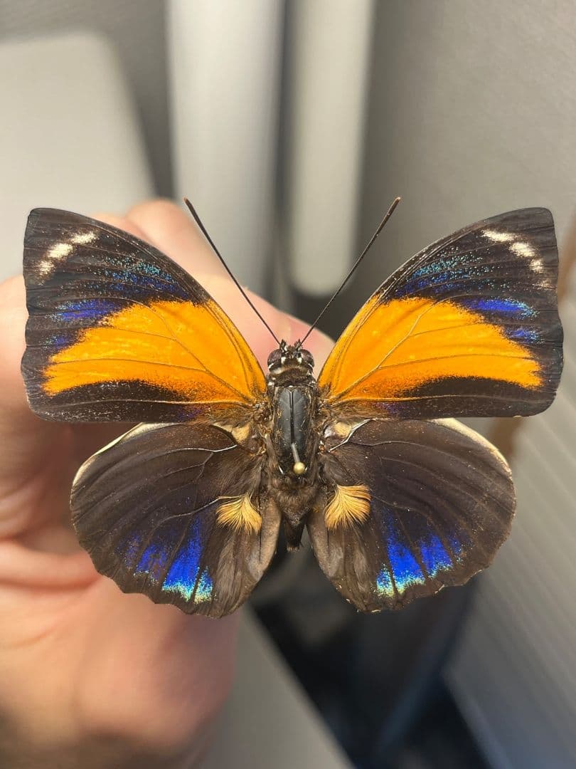 アグリアスペリクレスペリクレス♂　ペリクレスミイロタテハ 　標本