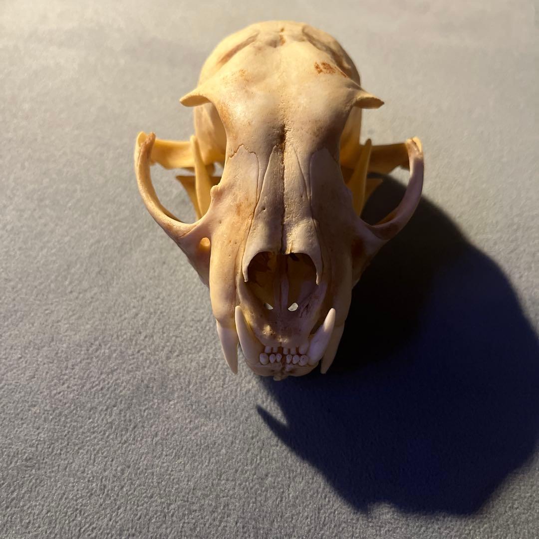 ボブキャット　頭骨　標本　骨格