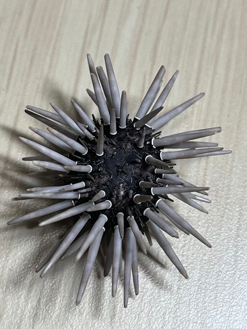 ナガウニモドキ 有棘標本