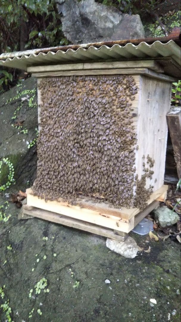 リーでお願いします 南国土佐の百花蜜　無添加　無加工　たれ蜜2400g