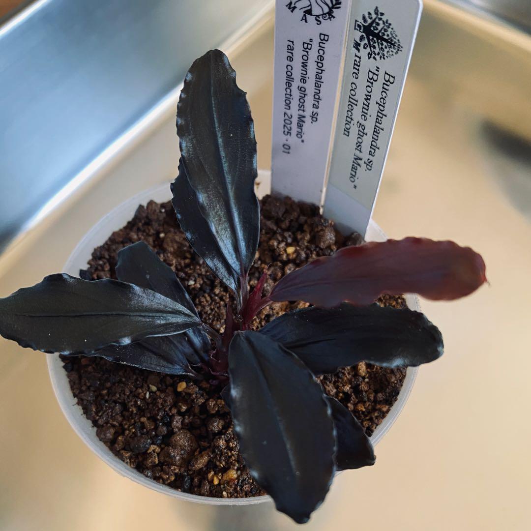 水草 Bucephalandra sp. Brownie ghost Mario