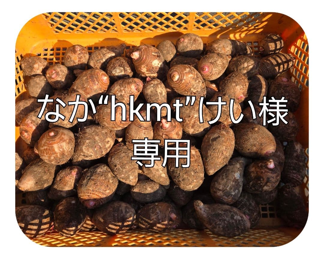 宮崎県産　里芋　赤芽芋25kg以内③