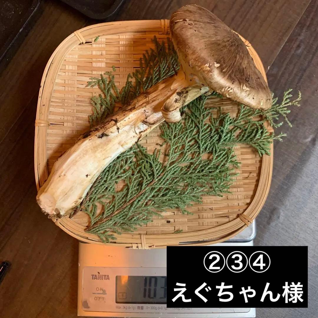 ②③④【岩手県産天然松茸】収穫最終　国産本場　訳あり開き　採れたて　産地直送