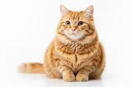 モンサンミッシェル