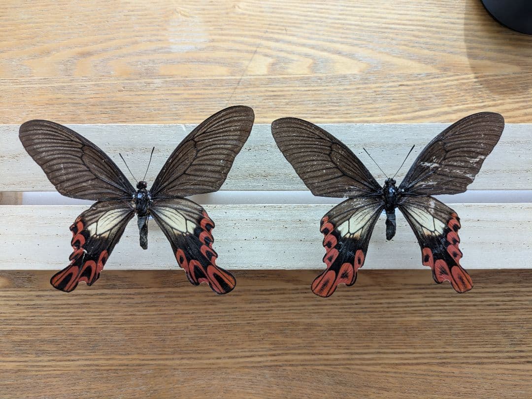蝶　標本　蝶標本　タイワンフトオアゲハ