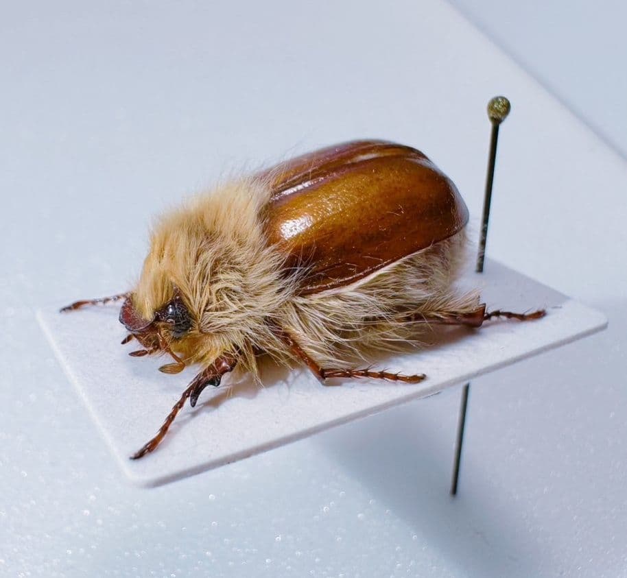 ライオンコガネ　標本