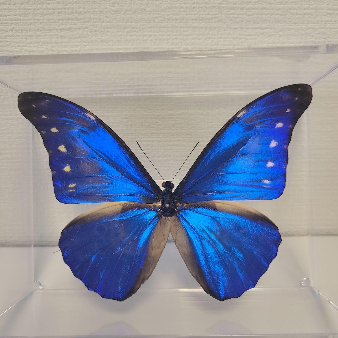 蝶の標本　ジャングルを舞う宝石(特特A)