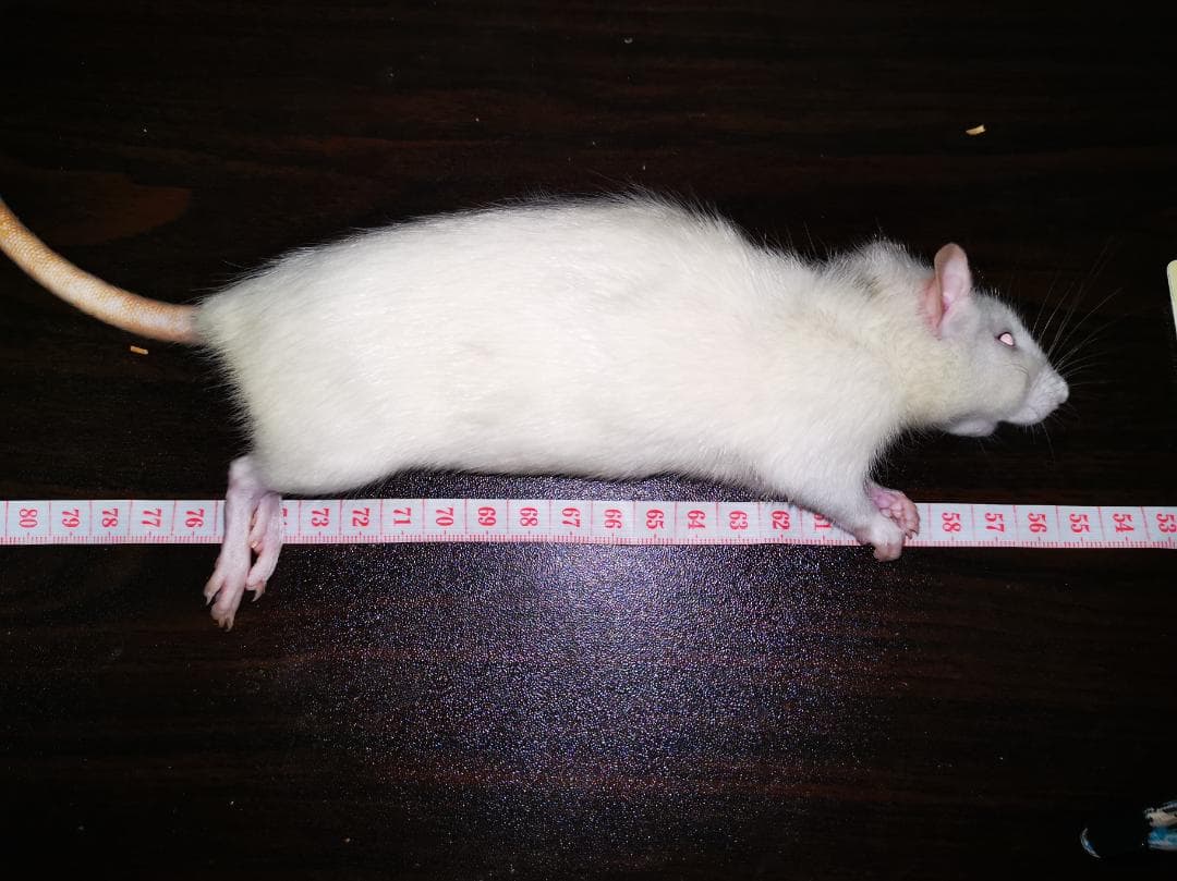 冷凍ラット〜540g 20cm程 8匹