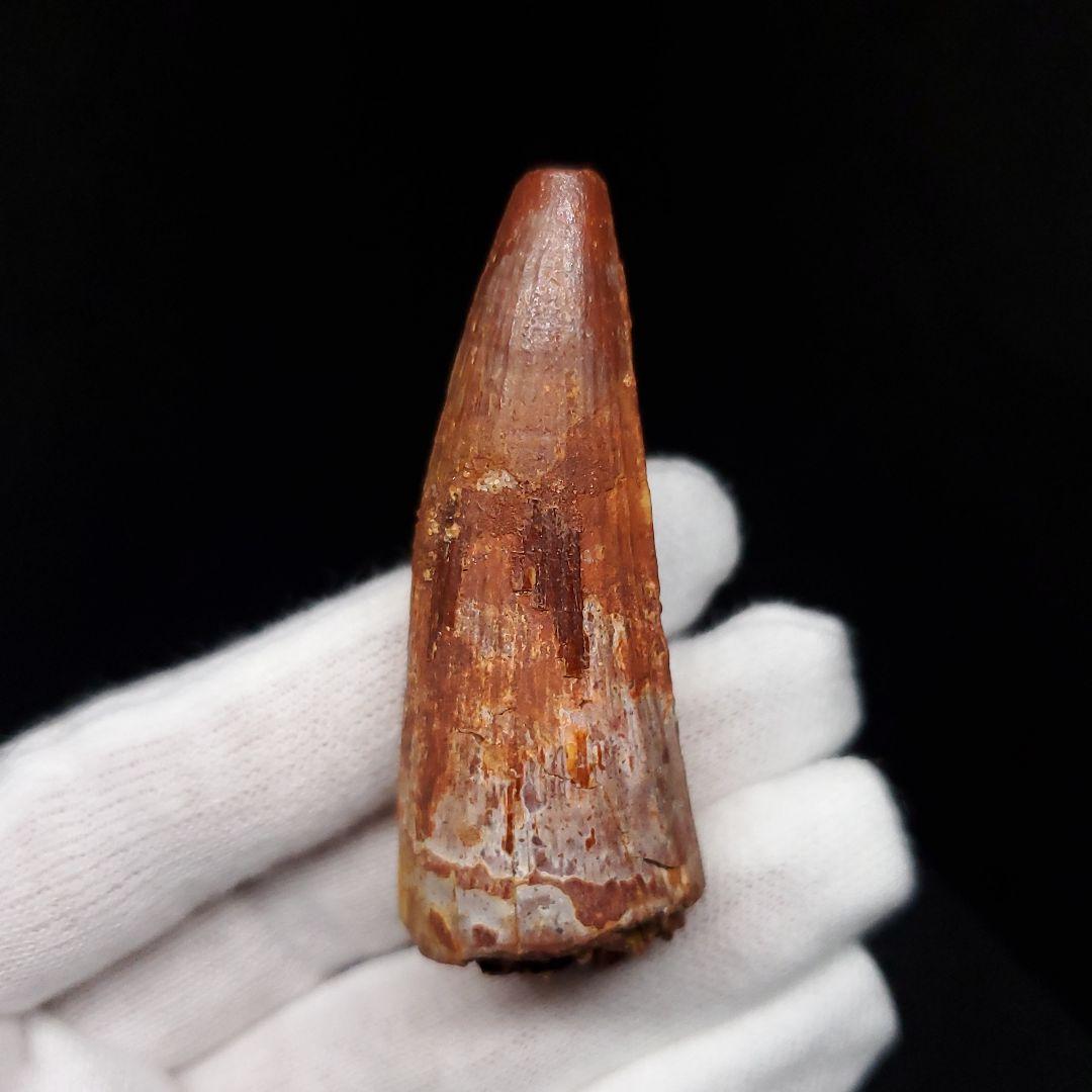 スピノサウルス 本物 モロッコ産 58.64mm  sp462