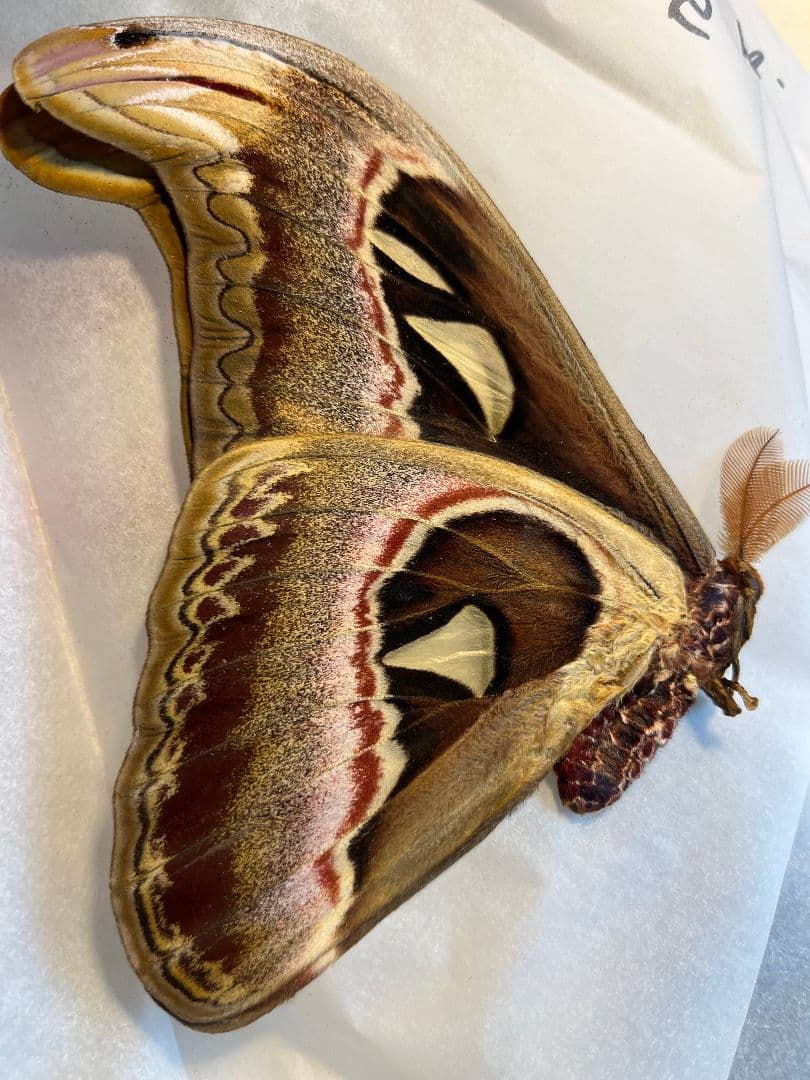 【ペア】ヨナグニサン モス蛾ガモルフォ蝶蛇トンボゼミセミ