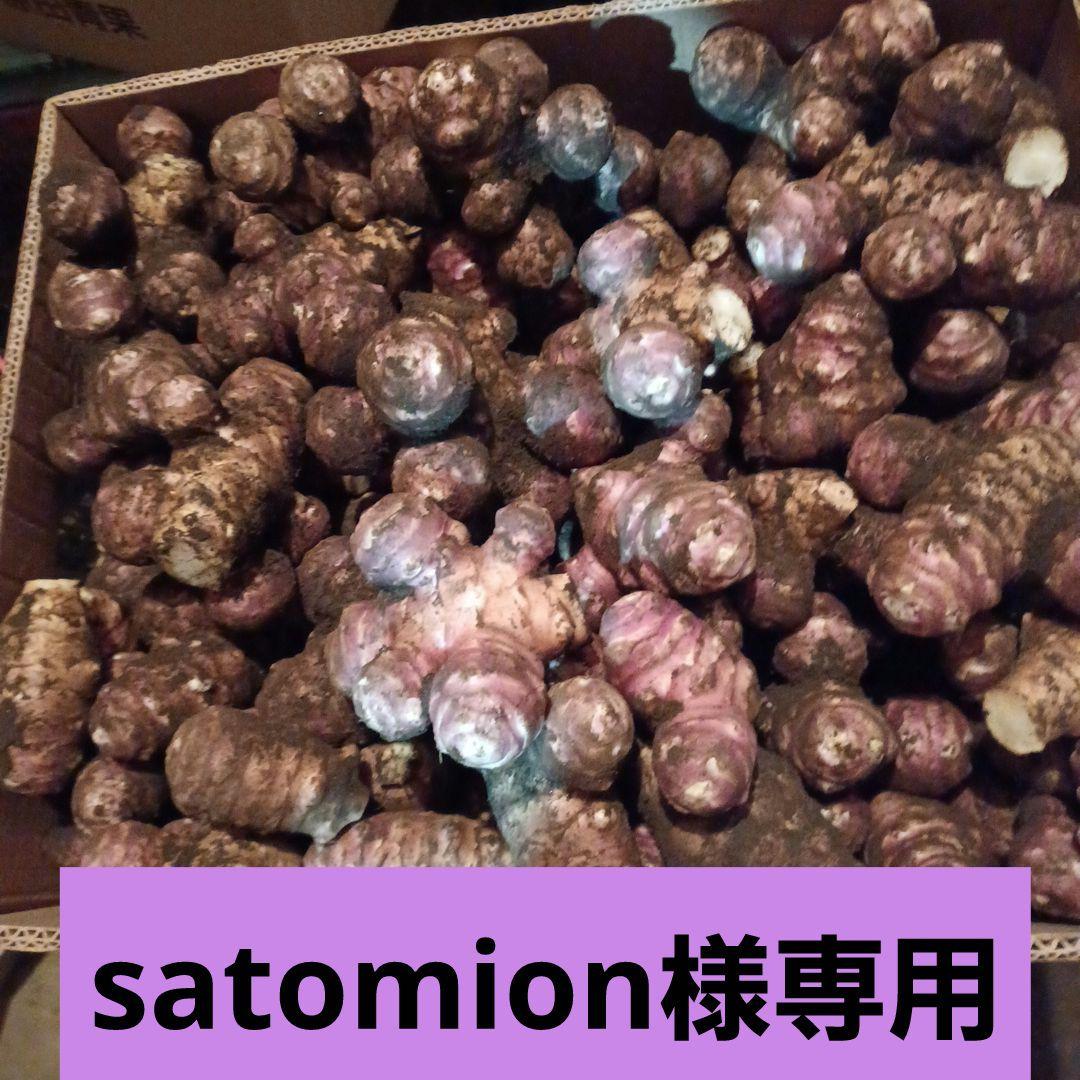 satomion　紫菊芋