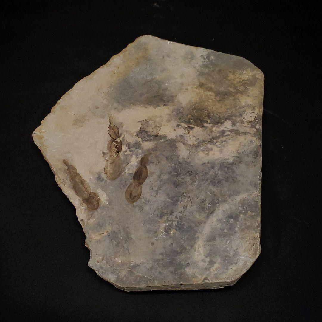 希少 グラレーター 恐竜 足跡 化石 本物 フランス産 230mm fr59