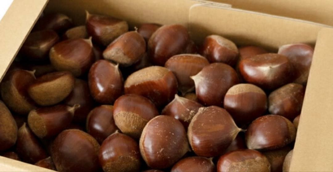 栗 生栗 5.1キロ　農薬不使用 サイズ(2L-3L)