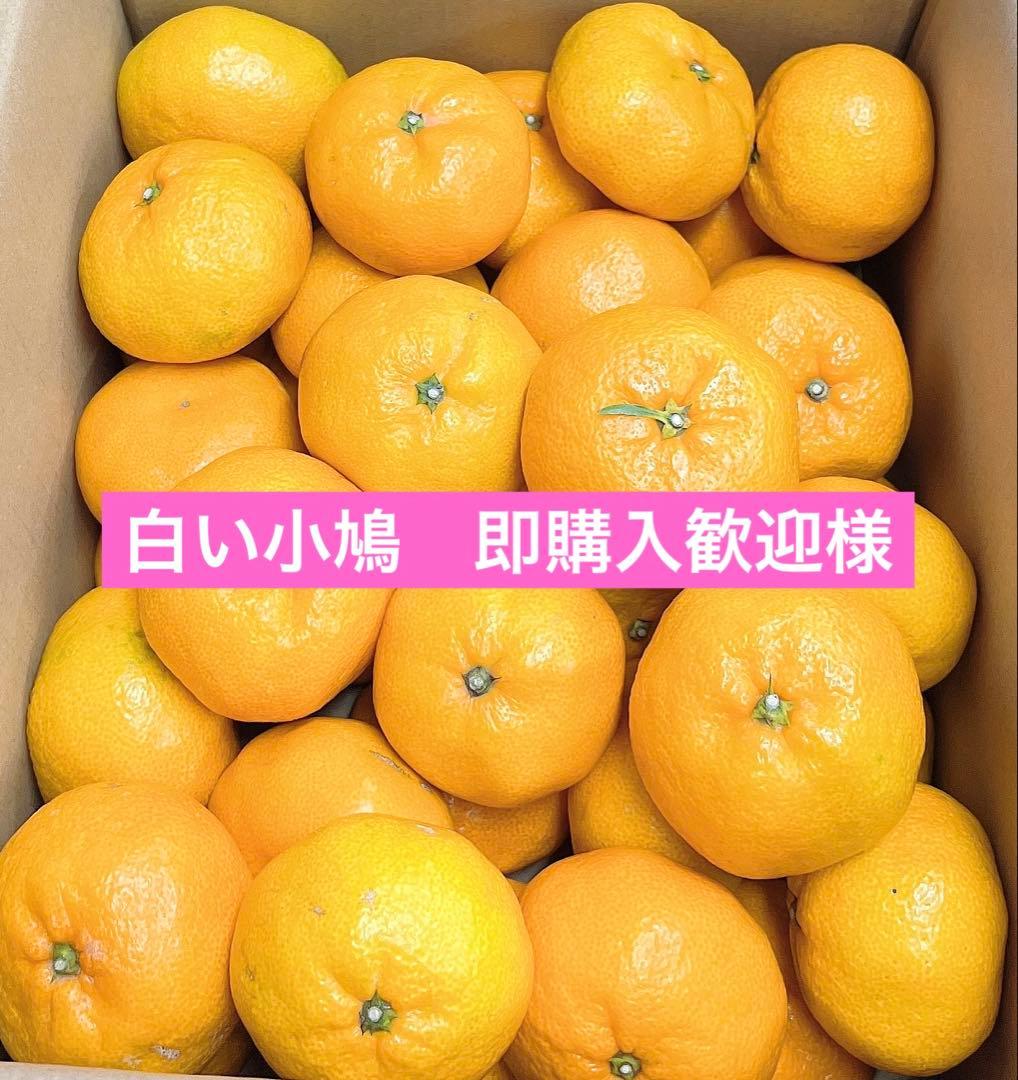 白い小鳩　即購入歓迎