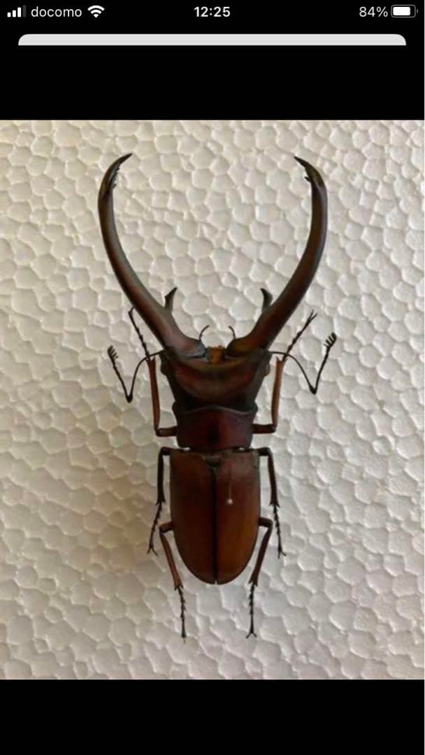【超貴重】トゥルンカートゥスホソアカ81.5㎜　昆虫標本