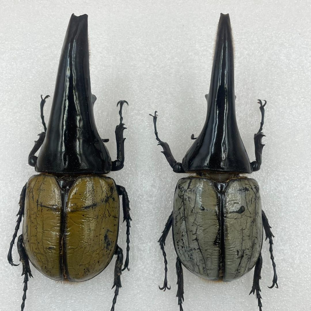 標本　珍ヘラクレスヘラクレス　ブルー　パチセラス血統　カブト