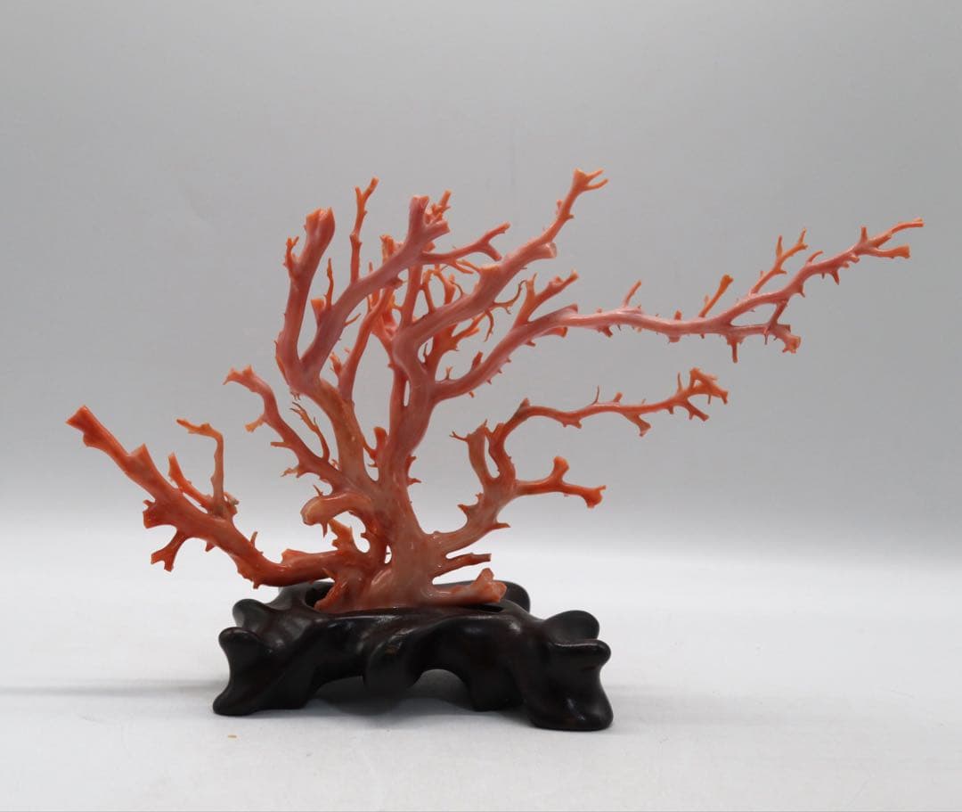 發財樹　縁起物　本珊瑚　重さ約340g 送料込み250814