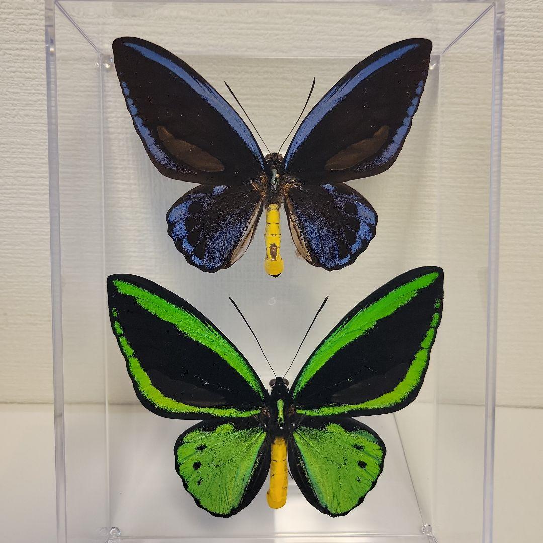 蝶の標本　トリバネチョウの世界(特A特)